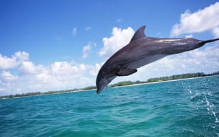 Картинка красивый дельфин