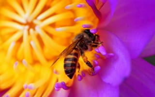 Картинка пчела,  насекомые,  красный,  цветок,  HD,  4k