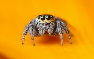 Картинка прыгающий паук,  арахнид,  милый,  насекомые,  глаза,  черные,  макро,  паук скакунчик,  4k,  5k