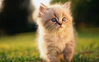 Картинка кошка,  питомец,  животное,  милый,  шерсть,  серый,  котенок