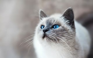 Картинка Blue Eyed Cat,  Усы,  Синие глаза,  Кот,  Кошка,  Eyed,  Синий