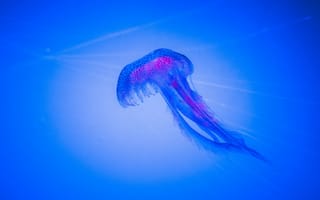 Картинка медуза, подводный мир, щупальца, глубоко, океан, море, вода, животное, подводный