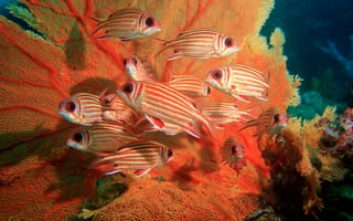 Картинка Коралловая гаррупа,  подводный мир,  кораллы