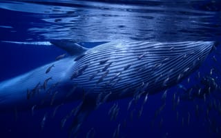 Картинка Кит,  лучшие места diveng 2017,  подводный мир