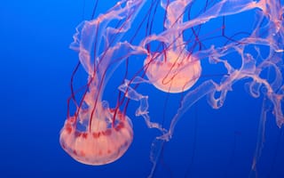 Картинка Розовая медуза,  туризм,  дайвинг,  Аквариум Монтерей-Бей