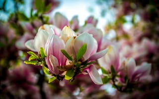 Картинка весна, цветы, магнолия, дерево