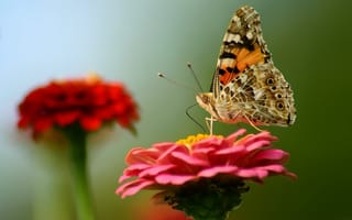 Картинка бабочка, мотылек, крылья, цветок