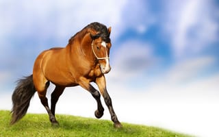 Картинка лошади, конь, животные, бег, луг