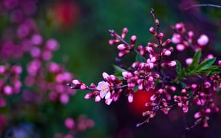 Картинка Purple Spring, ветка, весна, Asetskaya