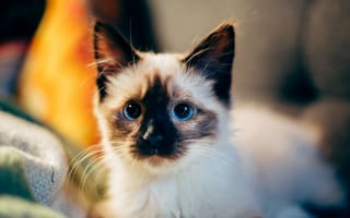 Картинка котенок, кот, маленький, сиамская кошка, сиамская, порода, кошка, кошки, кошачьи, домашние, животные