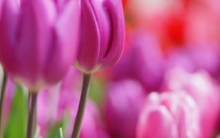 Картинка цветы, тюльпаны, весна, розовые