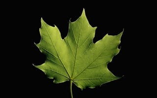 Картинка природа, лист, клён
