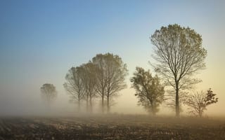 Картинка природа, дерево, поле, туман, дымка, утро, утренний
