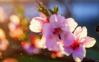Картинка цветущая вишня, сакура, цветок, цветущий, весна, весенние, время года, сезоны, сезонные, природа