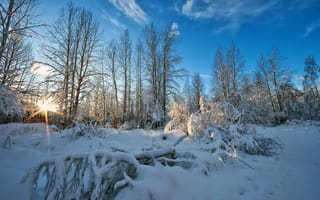 Картинка деревья, небо, зима, природа, снег, лучи света