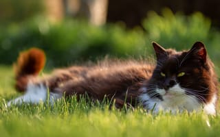 Картинка кот, кошки, кошка, кошачьи, домашние, животные, пушистый, трава, растение