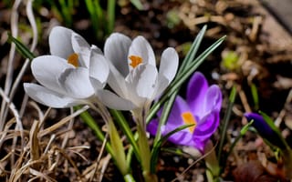 Картинка Крокусы, цветы, бутон, весна, белый, первоцвет, макро, фиолетовый