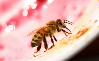 Картинка природа, пчела, макро