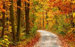 Картинка осень, осенние, время года, сезоны, сезонные, лес, деревья, дерево, природа, парк, тропинка, тропа