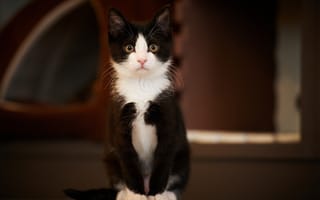 Картинка кот, черно-белый, кошка, сидя
