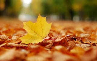 Картинка макро, autumn leaves, осень, листопад, жёлтый лист, настроение, листва, листья, leaf, парк, осенние, листки, листики