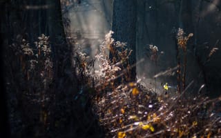 Картинка природа, Mystic Forest, лес
