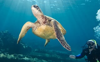Картинка черепаха, подводный мир, подводный, море, океан, вода, дайвер, дайвинг, аквалангист
