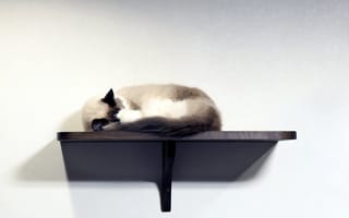 Картинка кошка, полка, стена