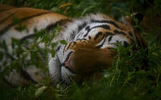 Картинка тигр, бенгальский тигр, полосатый, дикие кошки, дикий, кошки, большие кошки, большая кошка, хищник, животные, сон, сонный, трава, растение