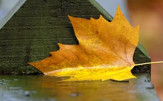 Картинка осень, влажно, лавочки, жёлтый листок, влага, скамейки, скамейка, после додждя, осенние, осадки, дождь, лавочка, погода, листья, мокро