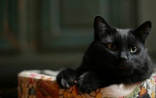 Картинка кот, взгляд, черный