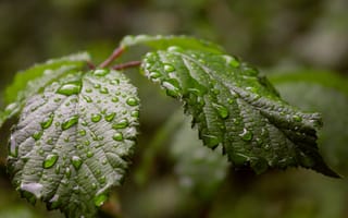 Картинка лист, растение, разные, капли, капли воды, капли дождя, дождь