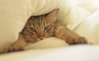 Картинка кот, постель, лапы, морда