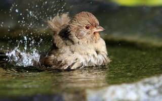 Картинка птица, брызги, купание, вода