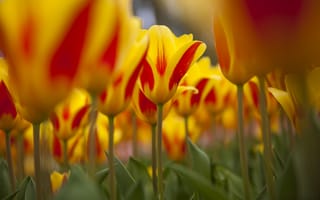 Картинка фокус, весна, желто-красные, тюльпаны, природа, много