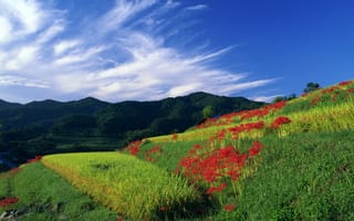 Картинка природа, холмы, цветы, трава, небо