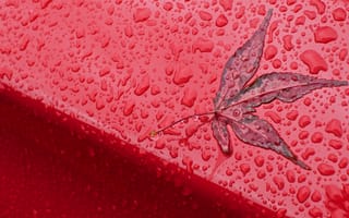 Картинка Autumn, Rain, Red