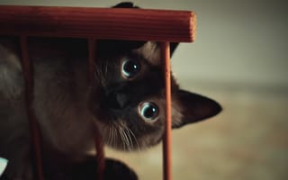 Картинка кот, глаза, голубые