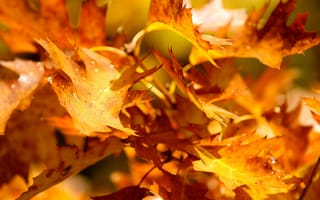 Картинка листья, желтые, осень, деревья, ветки, природа