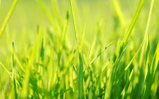 Картинка трава, зеленый, весна