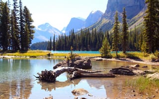 Картинка лес, Maligne Lake, горы, Jasper National Park, Canada, коряги, озеро, деревья, скалы, Alberta, камни