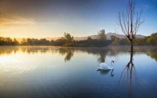 Картинка утро, лебедь, пейзаж, озеро