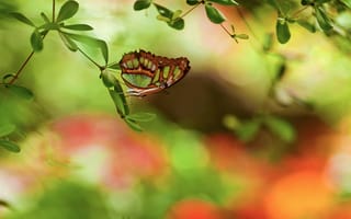 Картинка листва, блики, бабочка, ветка