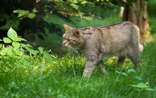 Картинка дикий кот, лесной кот, трава, кошка