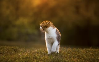 Картинка шотландская вислоухая, свет, природа, кошка, размытость, трава