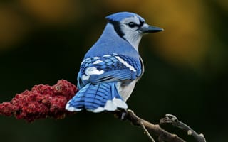 Картинка птица, оперение, ветка, голубое, размытость