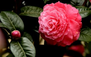 Картинка цветы, flowers, розовая камелия, pink Camellia