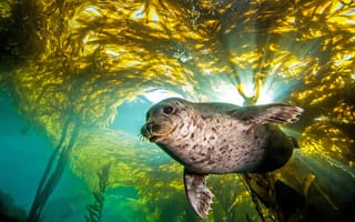 Картинка тюлень, вода, природа