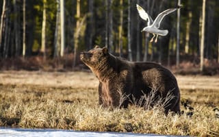 Картинка медведь, лес, Bear, животные, чайка
