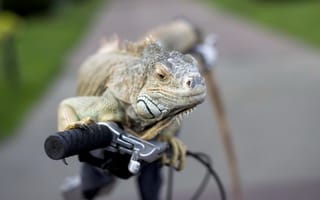 Картинка iguana, велосипед